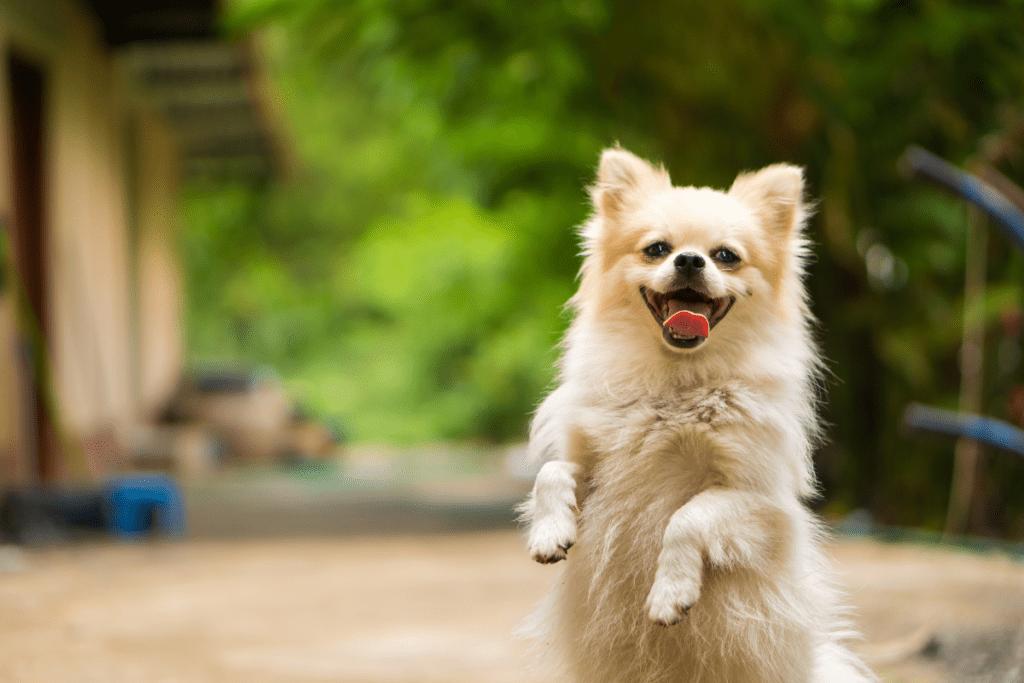 5 Cuidados Essenciais para Manter Seu Pet Saudável