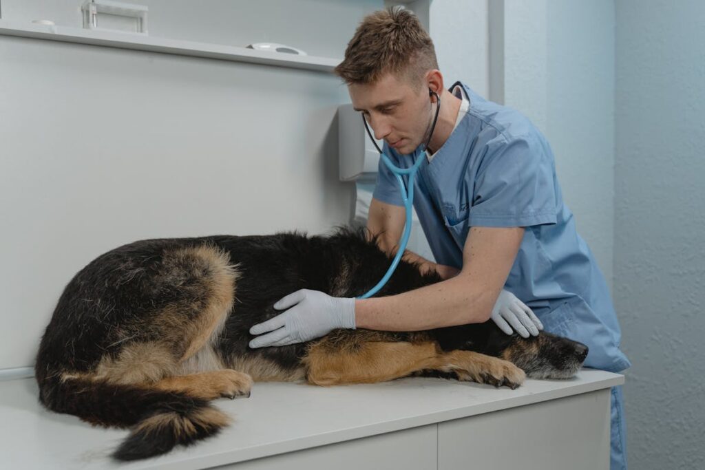Quando Levar o Pet ao Veterinário Urgentemente