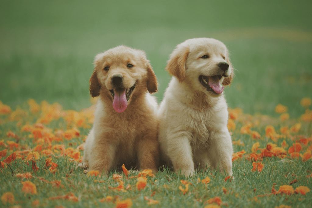 Como Cuidar de um Cachorro Filhote