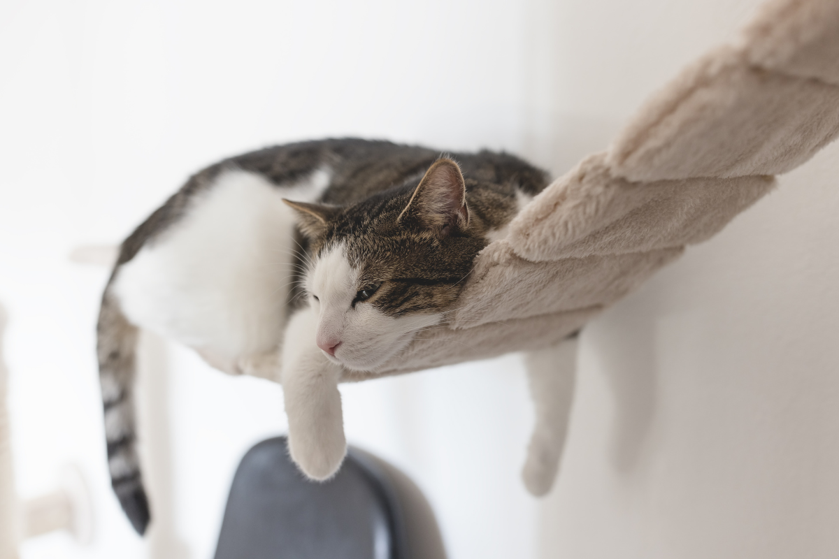 Comportamento Felino Por que os Gatos são tão Misteriosos