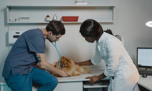 Quando Levar o Pet ao Veterinário Urgentemente? Saiba os Sinais de Alerta